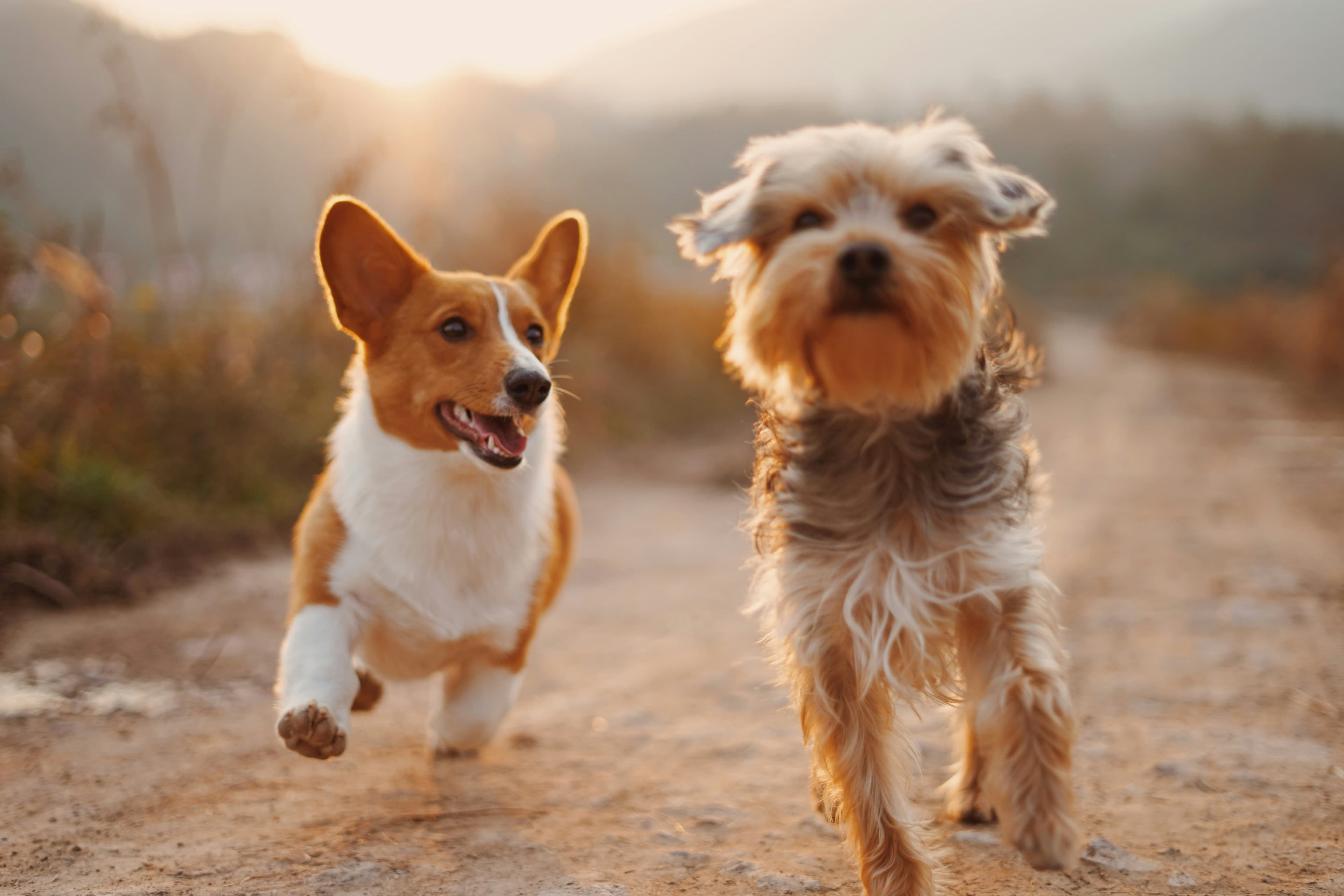 Dois cães correndo numa estrada de terra