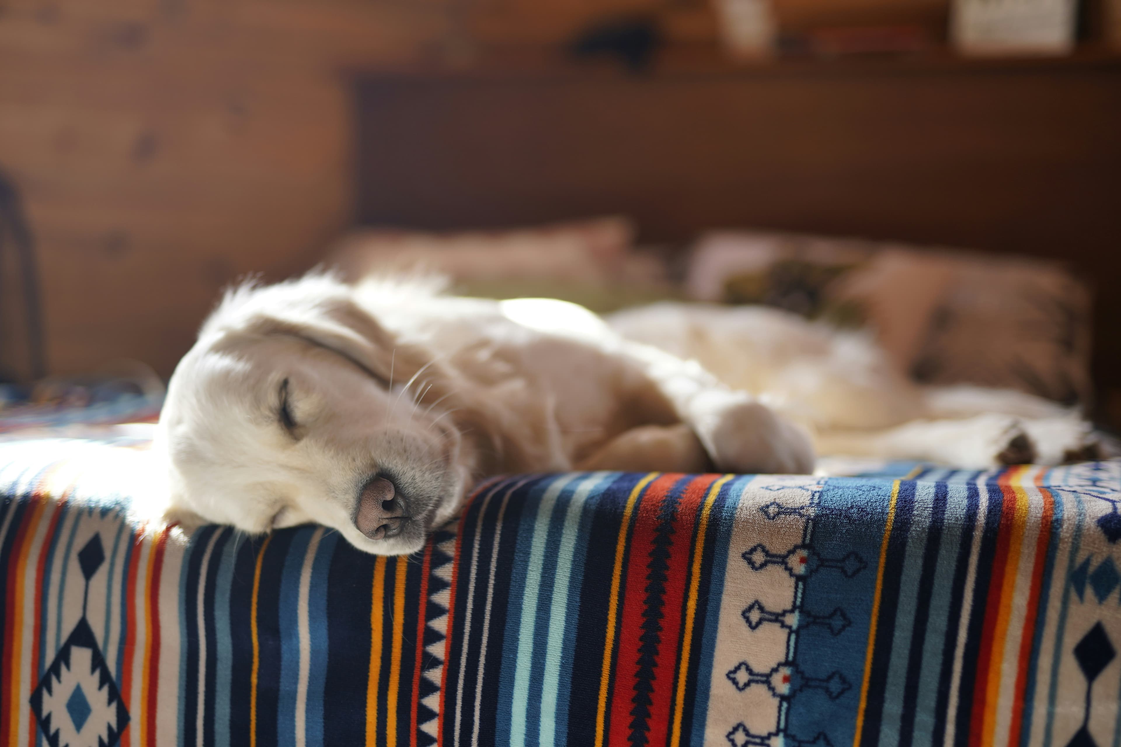 Cão deitado numa cama