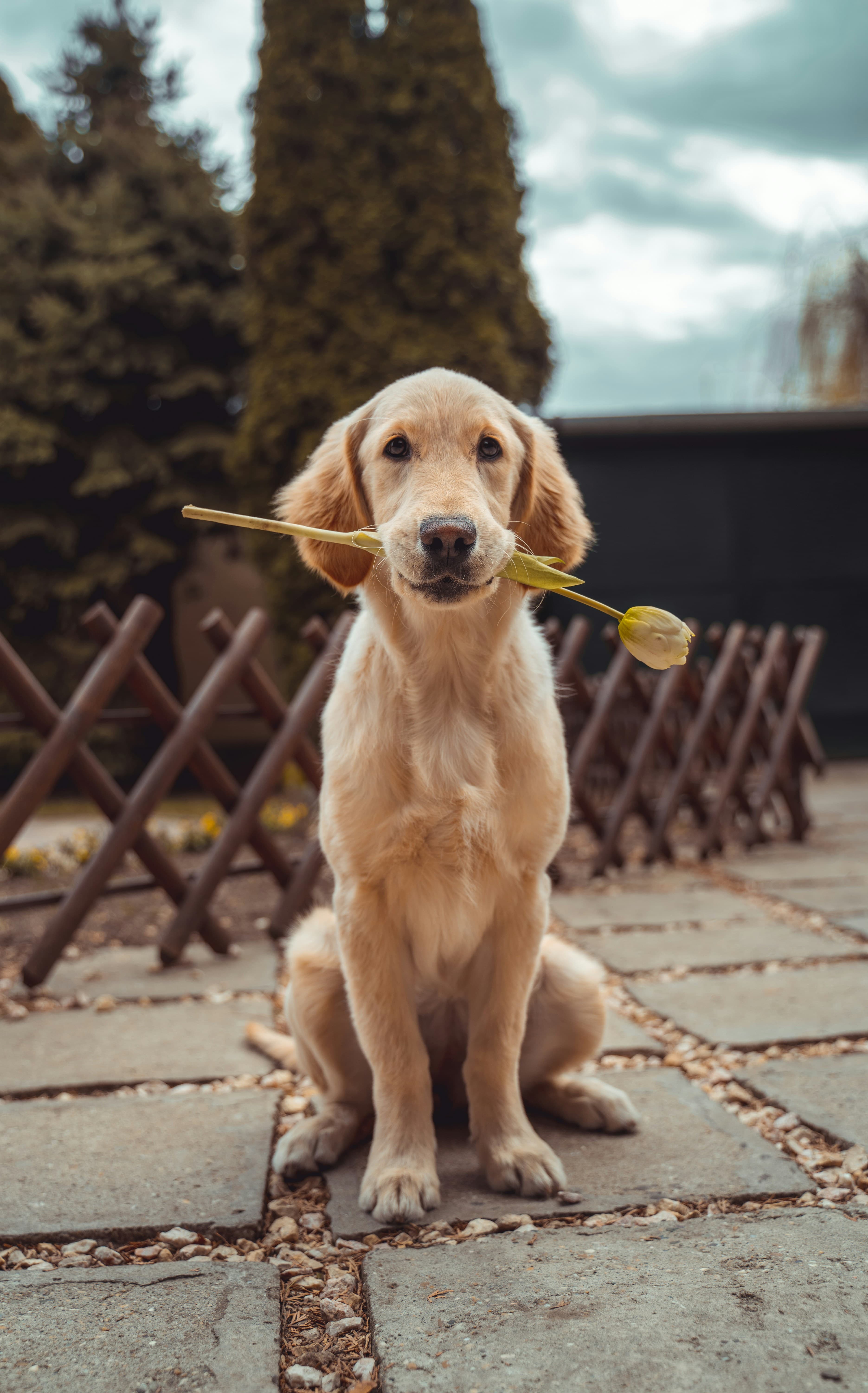Labrador amarelo mordendo uma tulipa