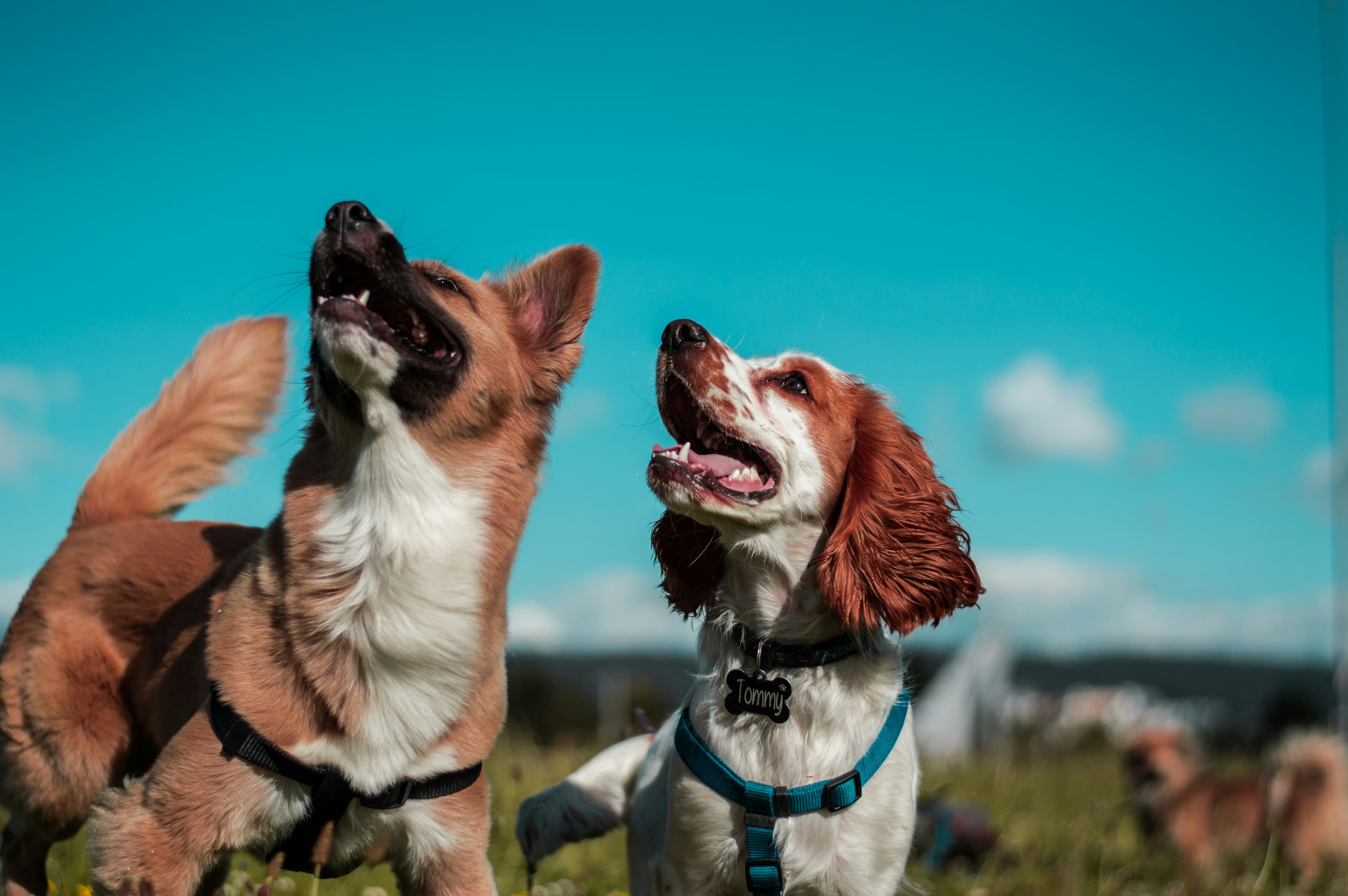 Dois cães brancos e caramelo