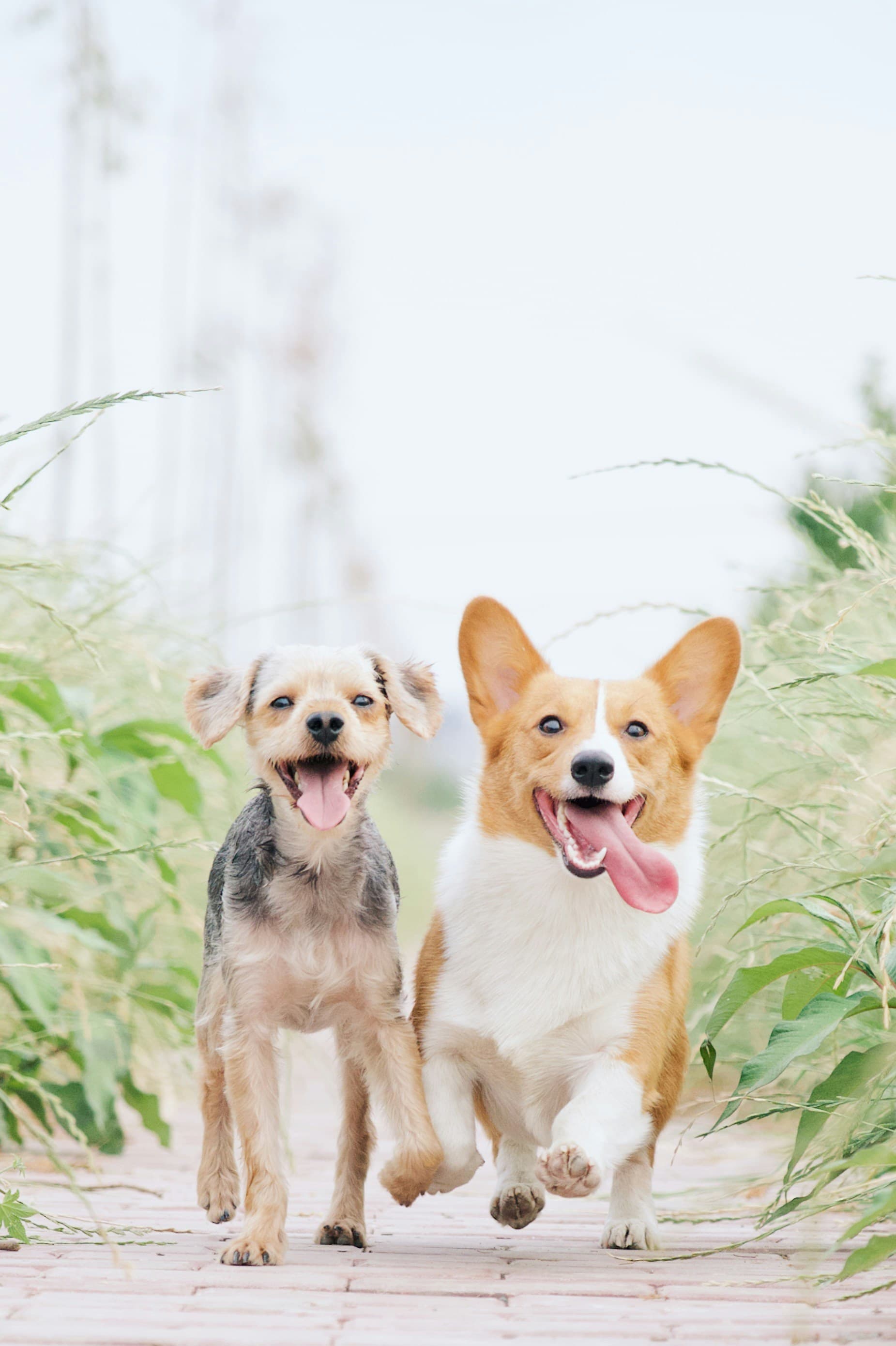 Corgi e outro cão juntos