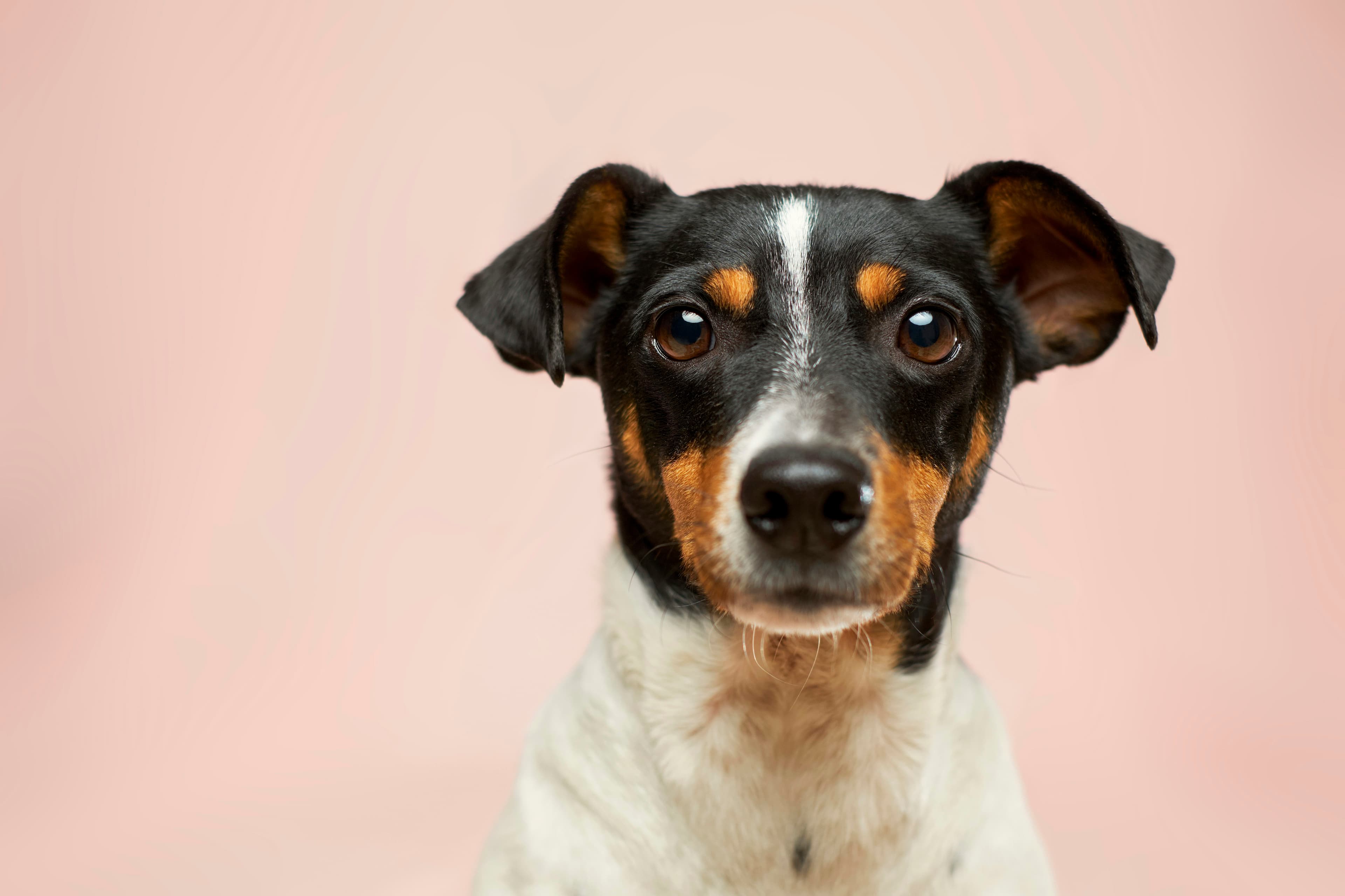 Cão preto e branco de pelo curto