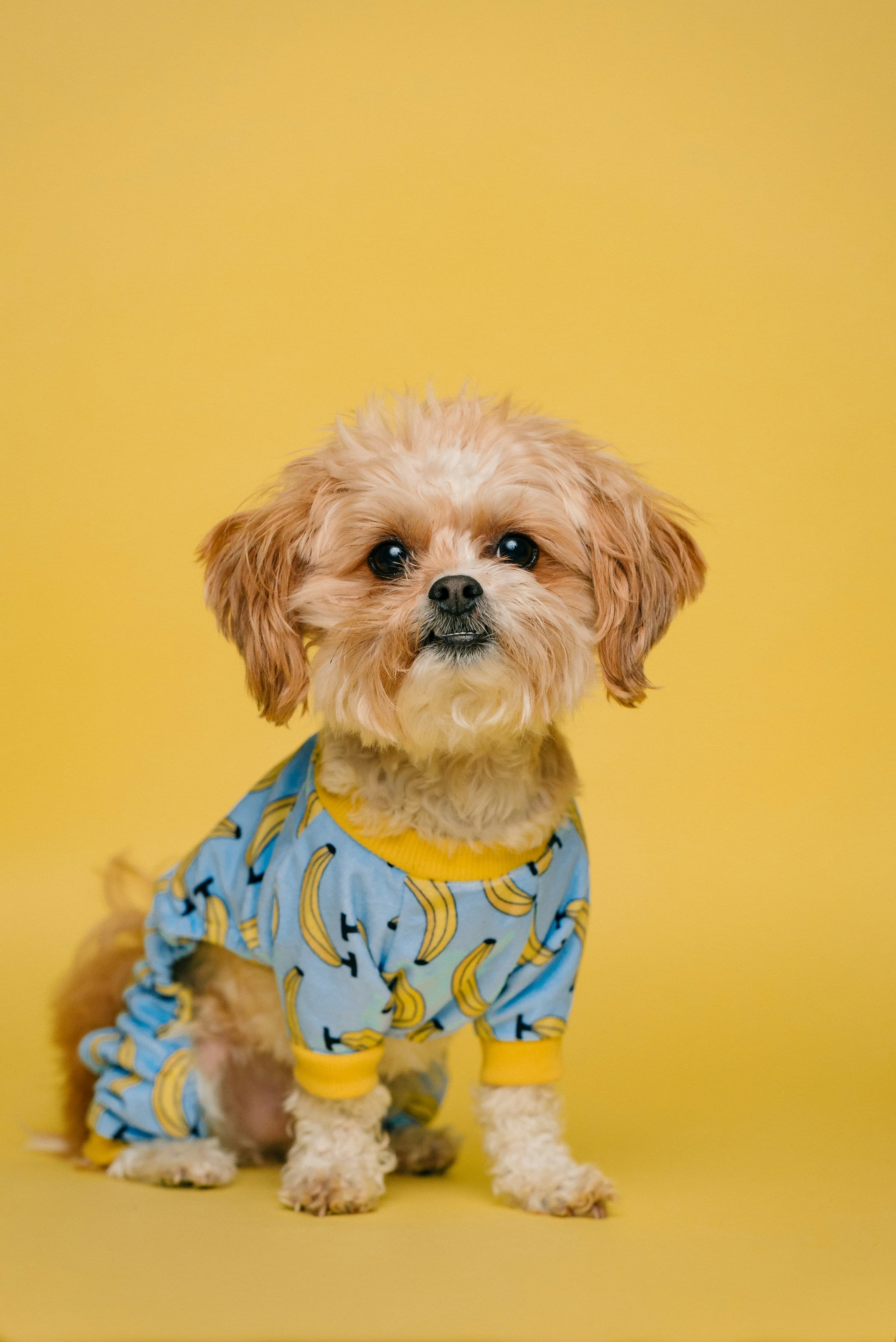 Cachorrinho de pijama azul num fundo amarelo
