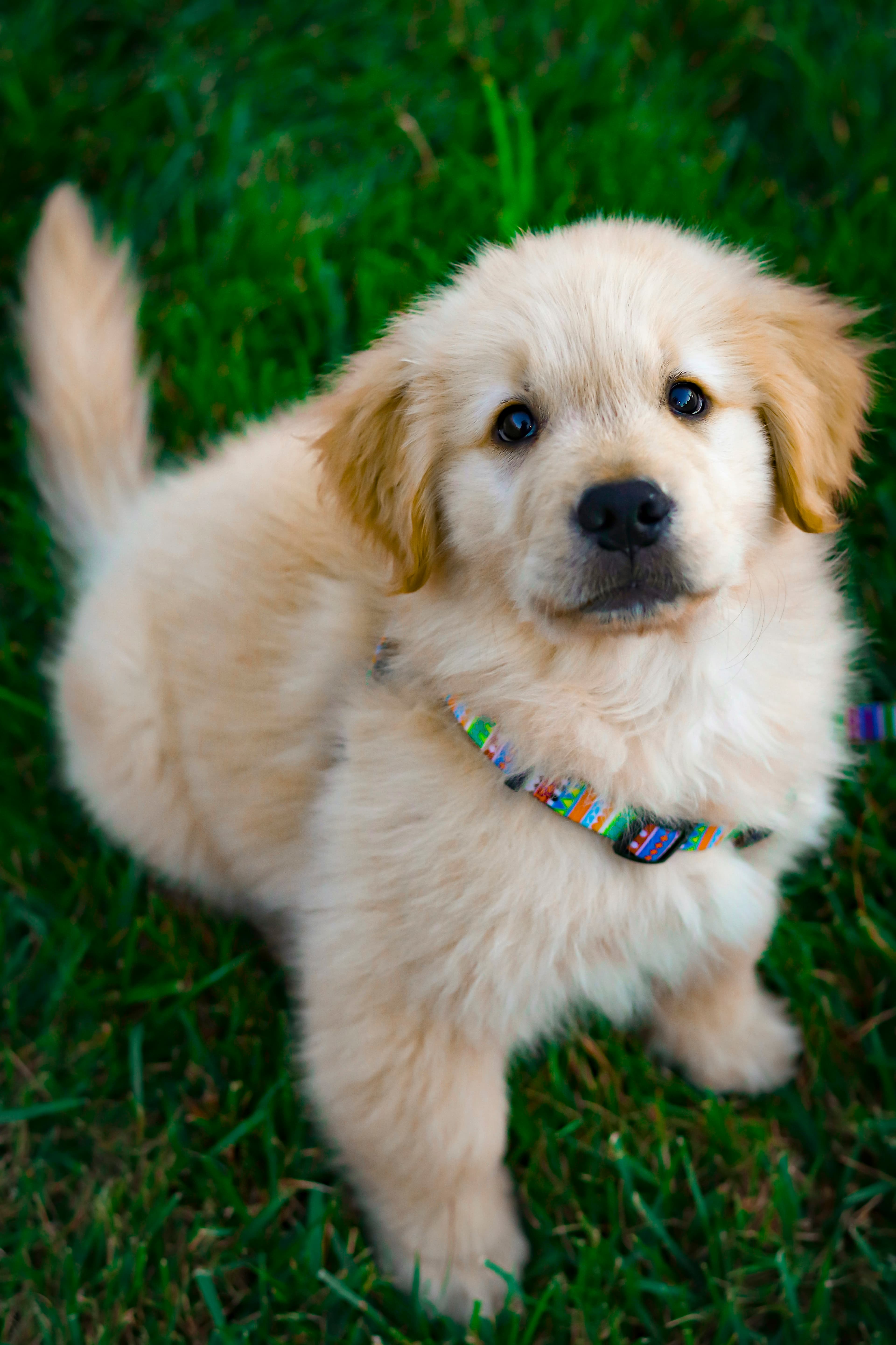 Filhote de golden retriever na grama