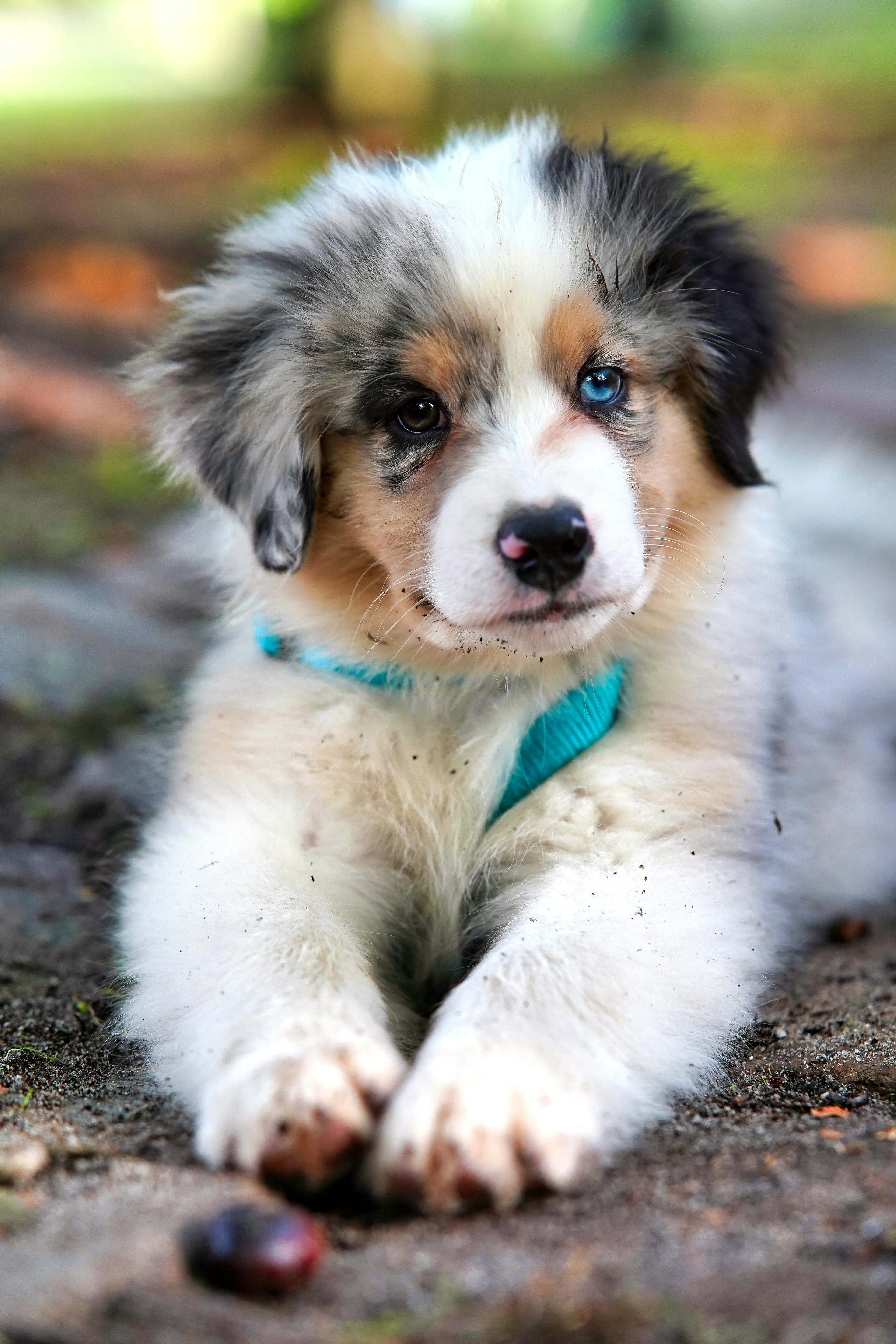 Cão branco e marrom de pelo longo