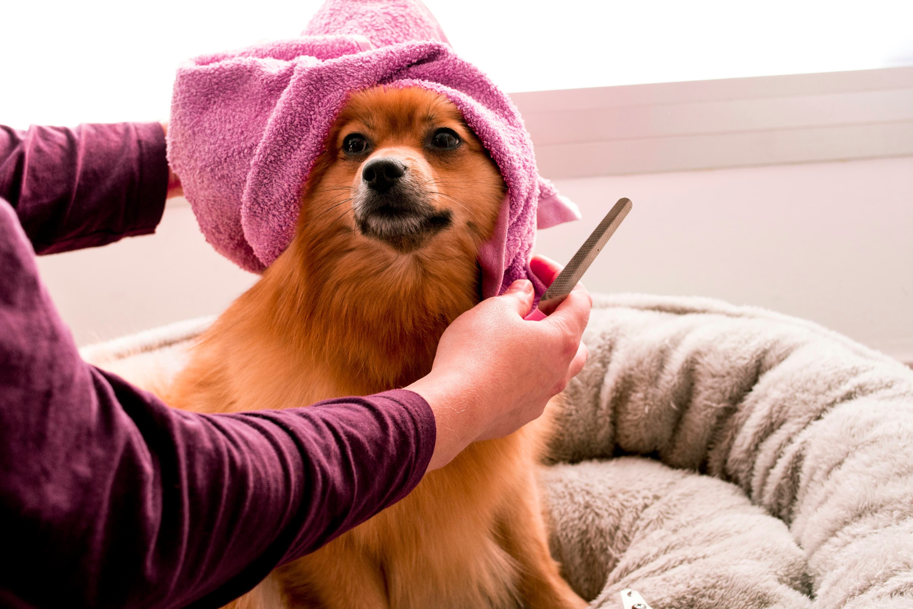 Lulu da pomerânia enrolado numa toalha rosa
