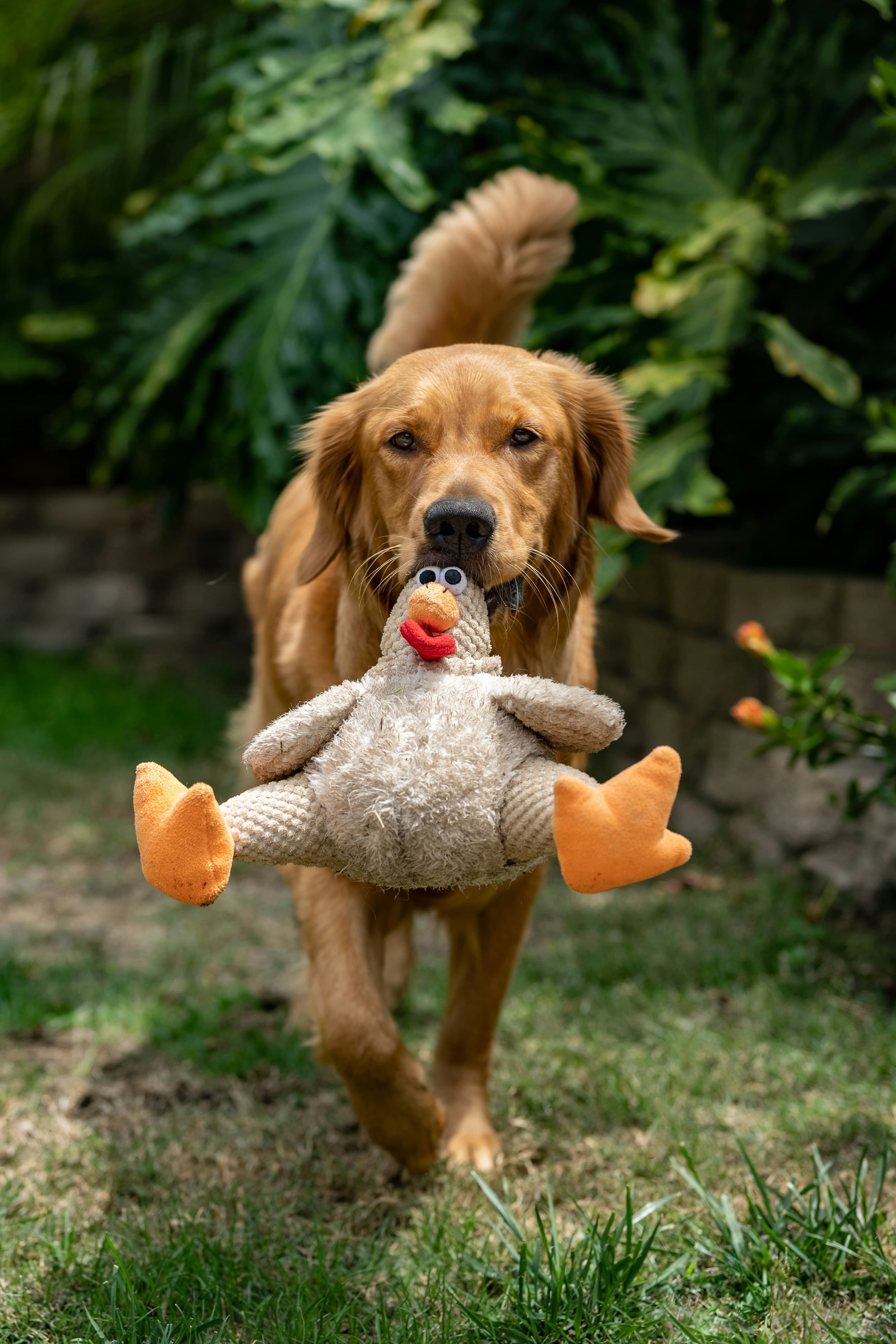 Filhote de golden mordendo um brinquedo de pelúcia na grama