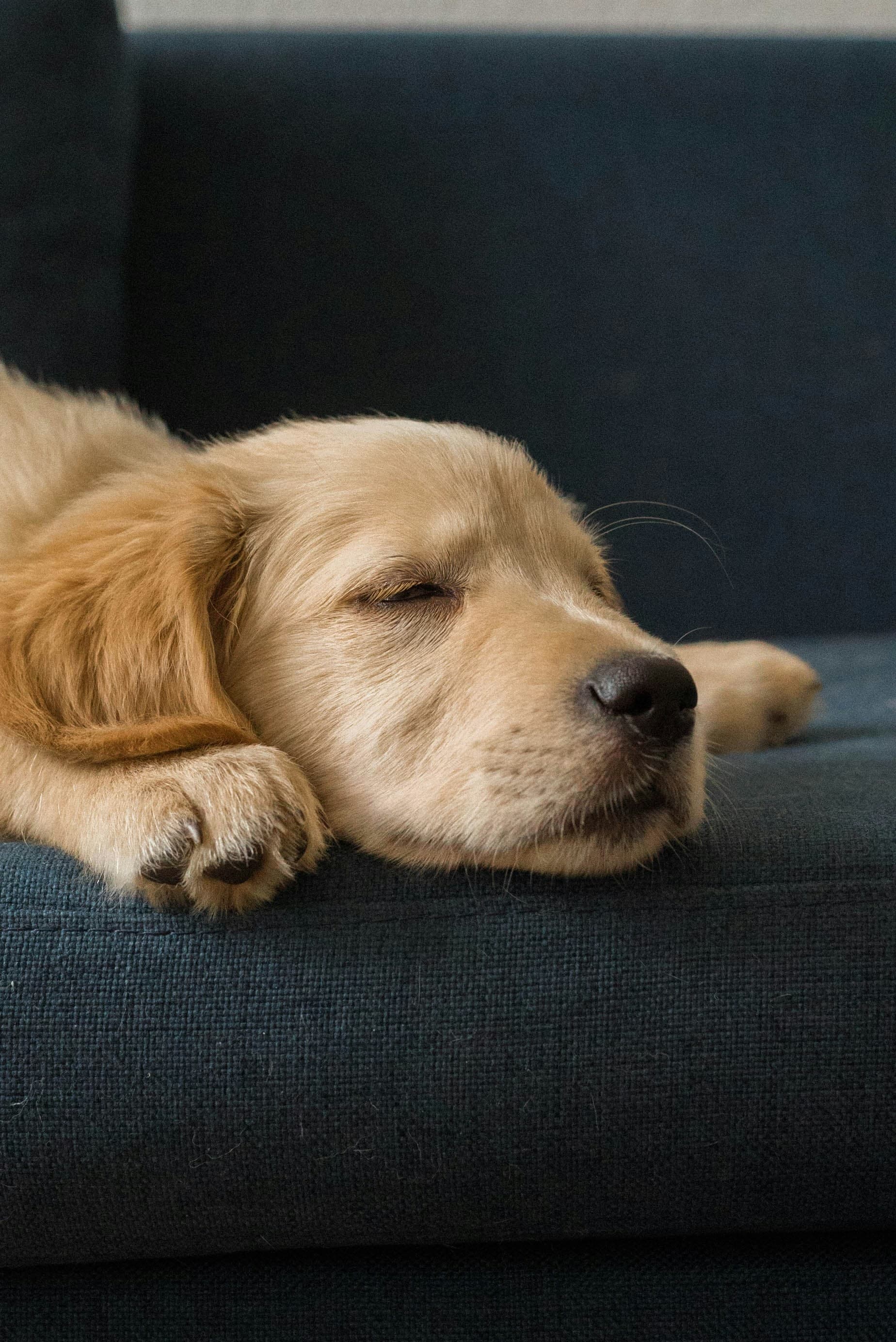 Golden retriever dormindo sobre um tecido azul