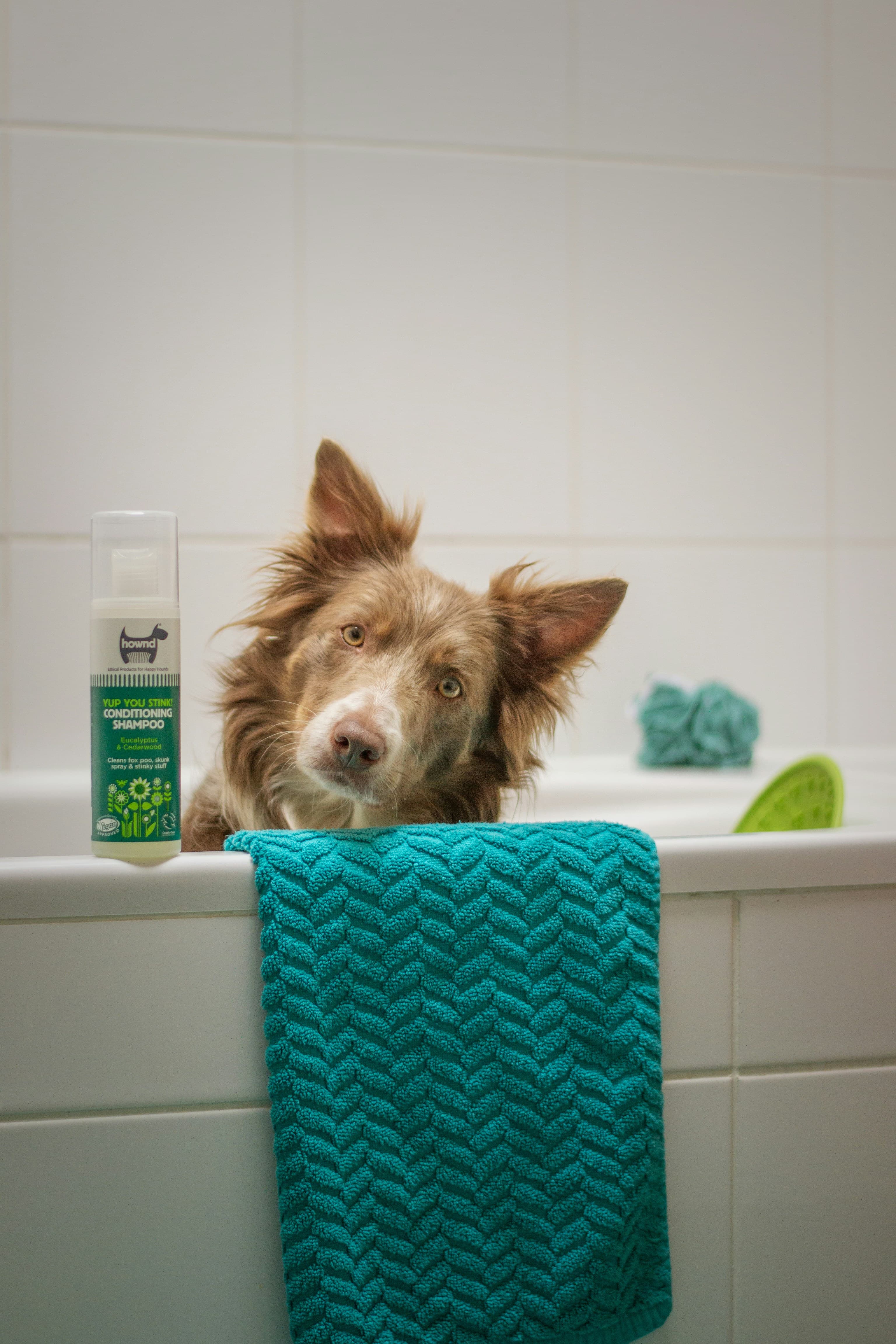 Cão sentado numa banheira ao lado de uma toalha azul