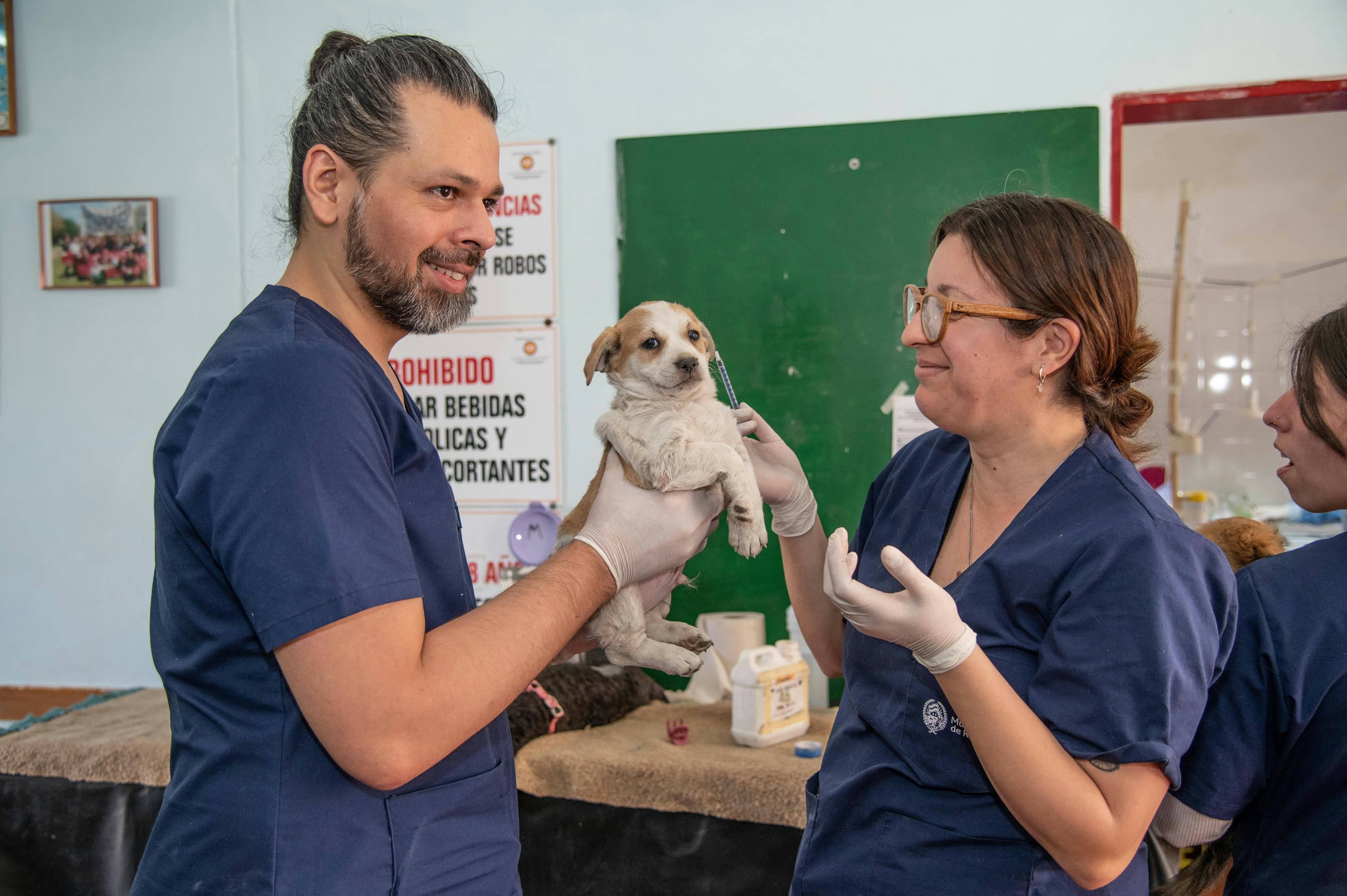 Veterinários de jaleco segurando um cão pequeno no consultório