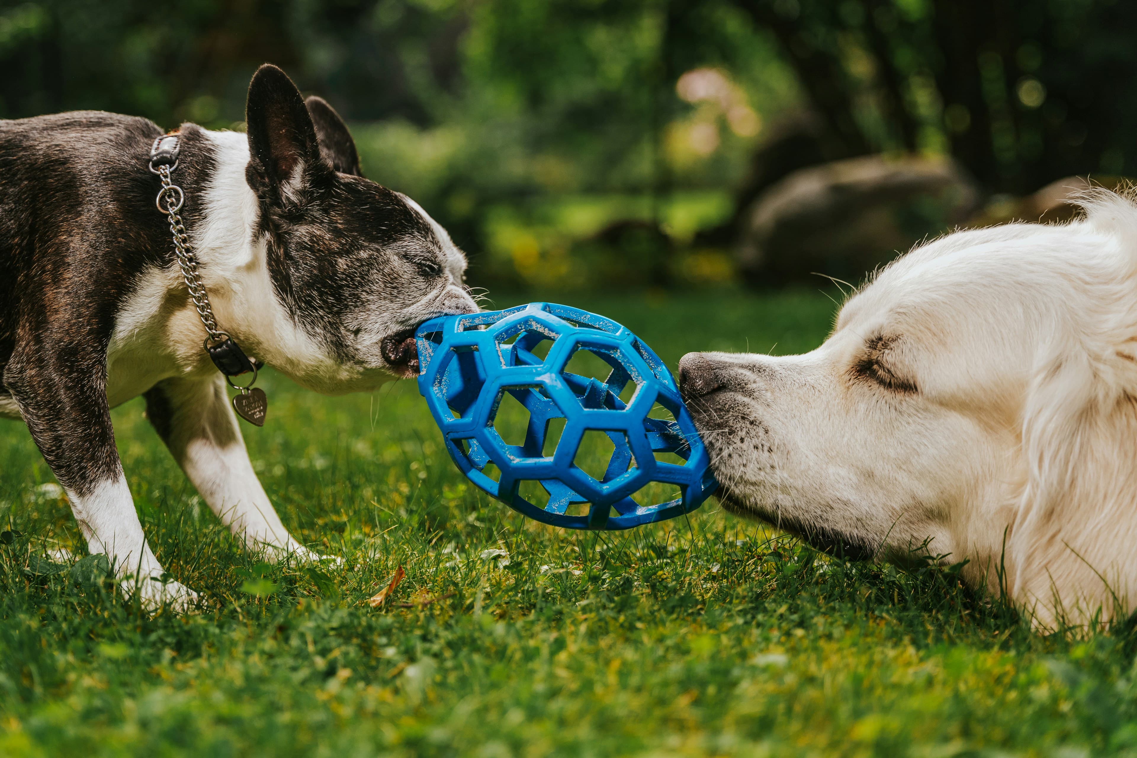 Dois cães brincando com uma bola na grama