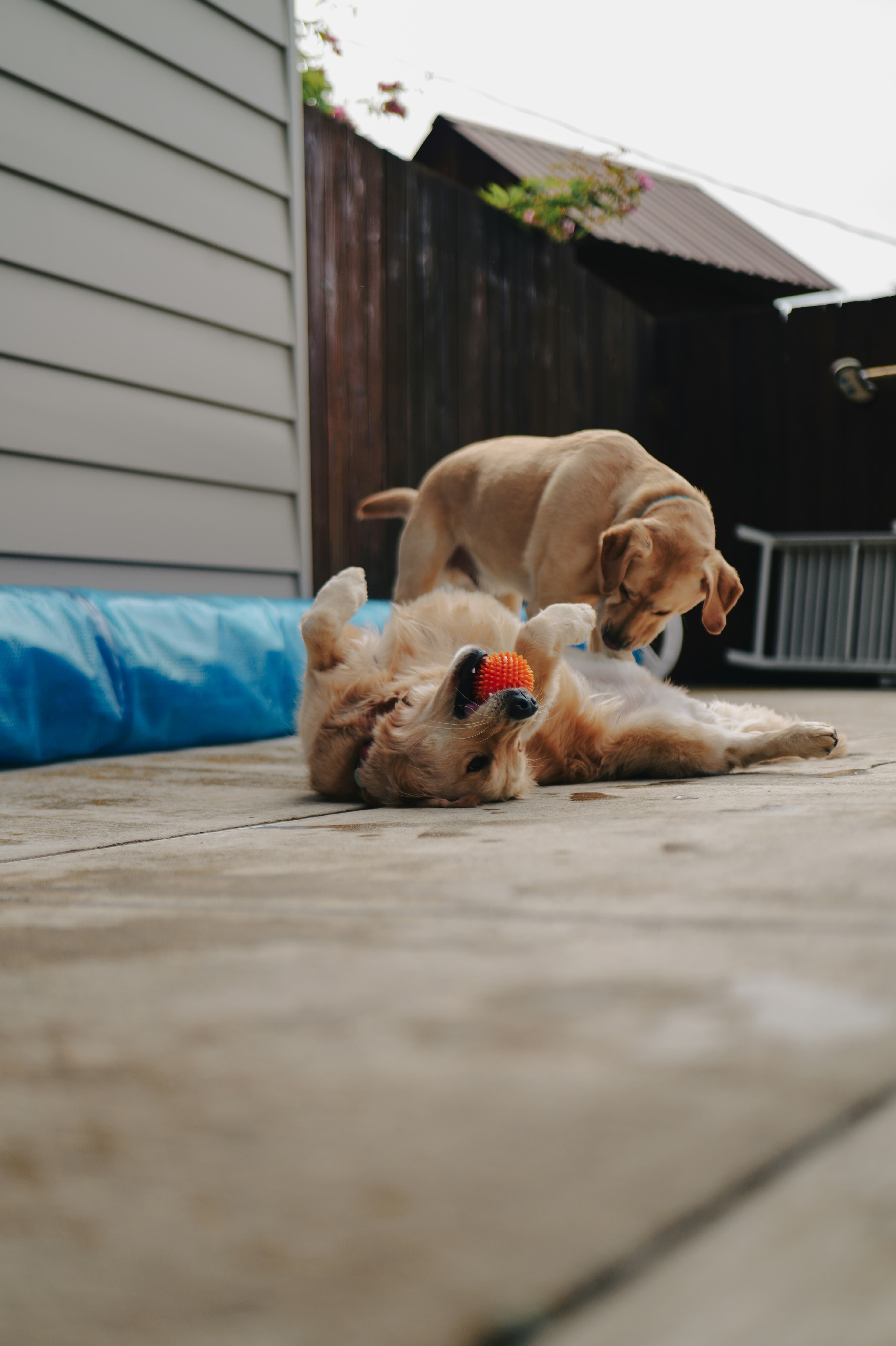 Dois cães dourados brincando com uma bola num pátio