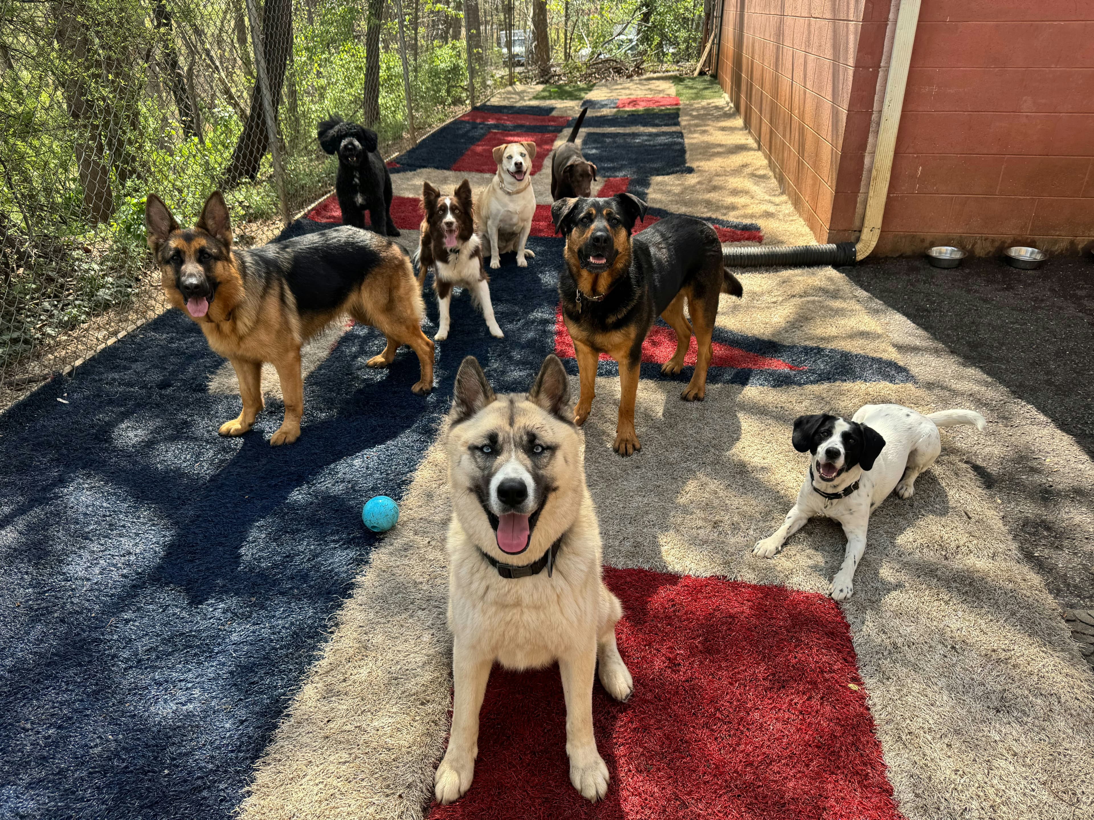 Grupo de cães brincando num piso colorido de quintal cercado